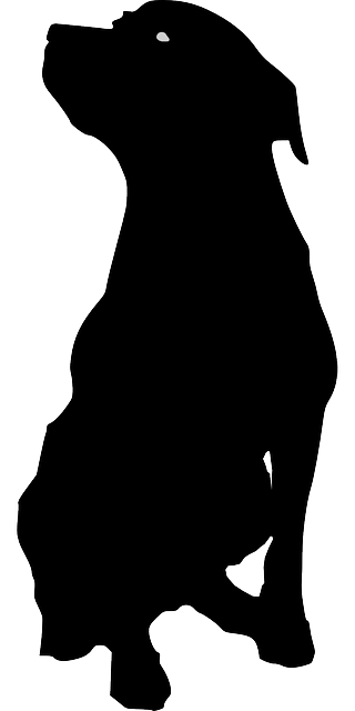 320x640 Dog, Pet, Animal, Rottweiler, Eyes, Silhouette, Breed