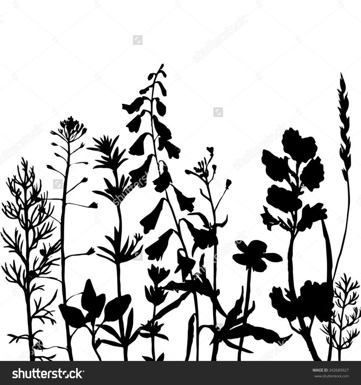 736x785 25 Best Plant And Grass Silhouettes Images