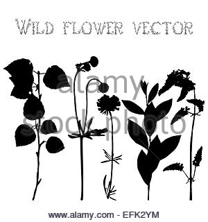 300x320 Set Black Silhouettes Of Wild Flowers And Leaves Illustration