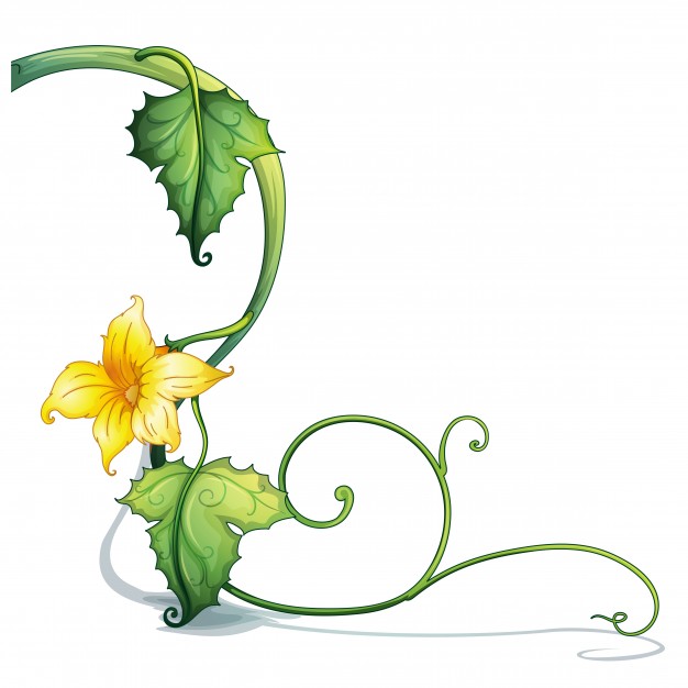 626x626 Vine Vectors, Photos And Psd Files Free Download