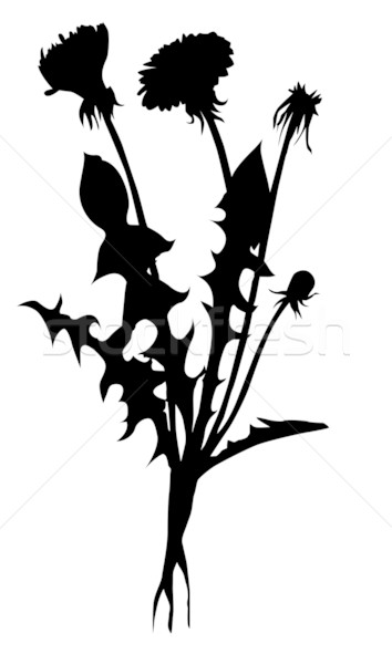 354x600 Dandelion Stock Photos, Stock Images And Vectors Stockfresh