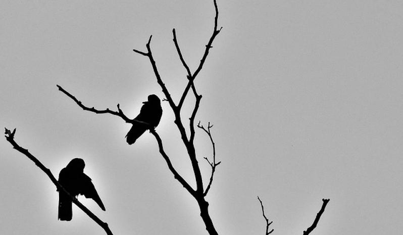 798x465 Philosophy Talk What's Next Death Amp The Afterlife Kalw