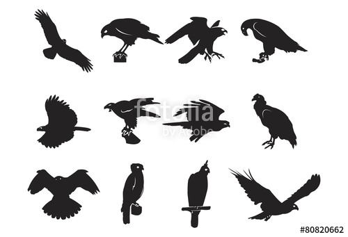500x341 Silhouette Of Eagle