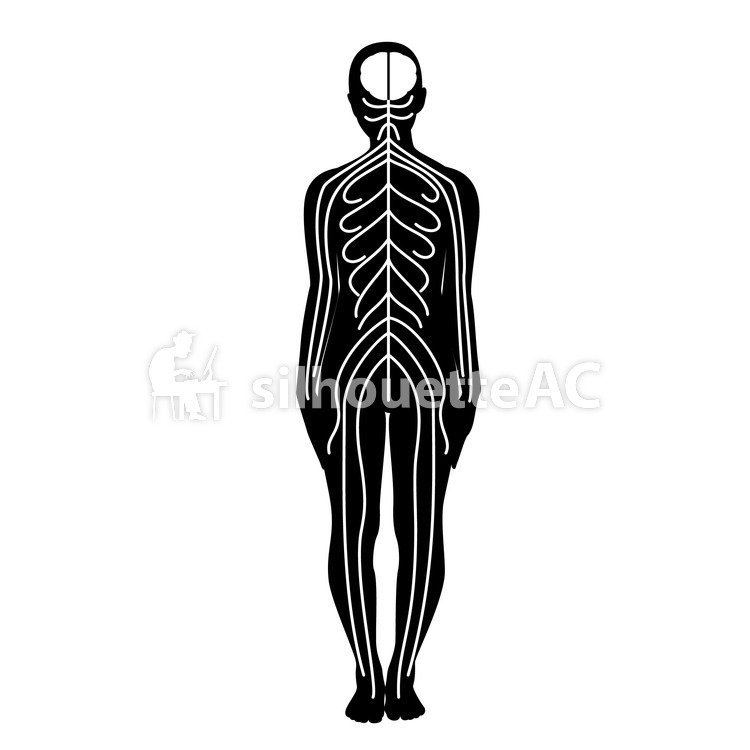 750x750 Free Silhouette Vector Body, Pictogram