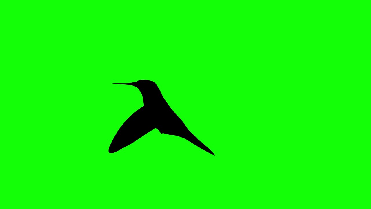 1280x720 Free Hd Video Backgrounds Animal Silhouette Bird Hummingbird