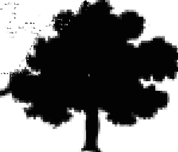 596x509 Tree, Sapling, Landscapes, Outline, Nature, Forest, Woodland