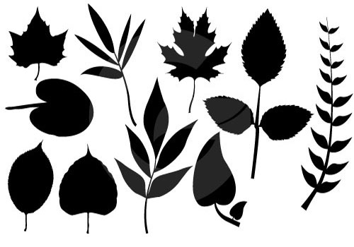 500x350 Leaf Silhouette Clip Art Vector Art