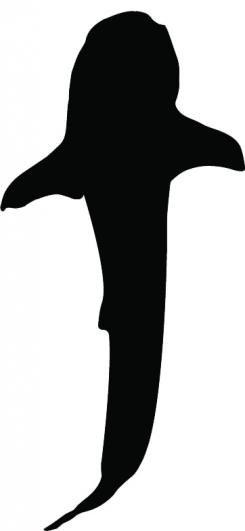 245x531 Designs By Pronus