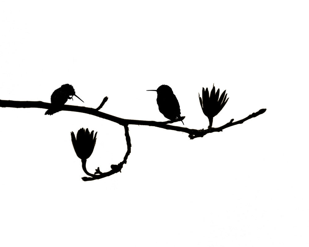 1000x800 Hummingbird Art Nature Print Birds Black White Minimalist