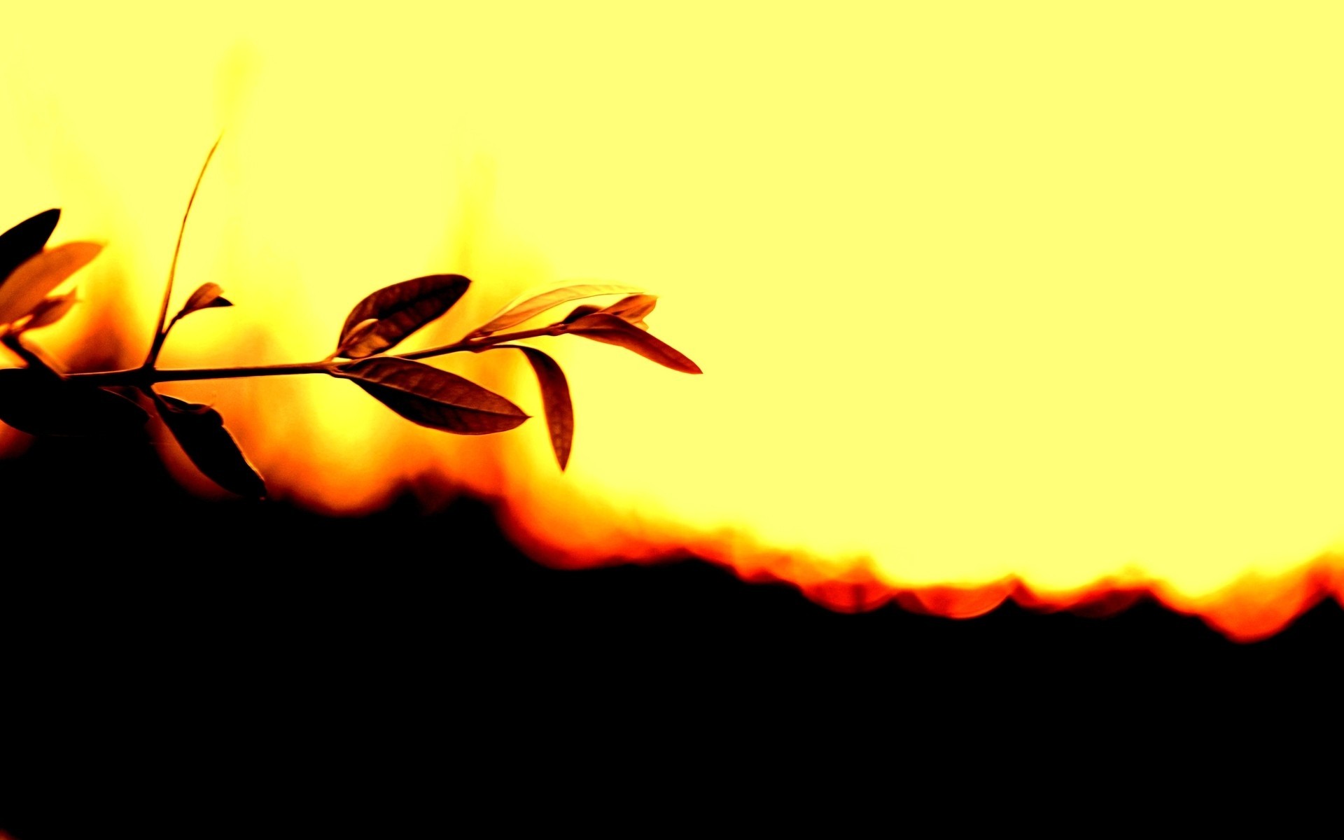 1920x1200 Nature Leaves Silhouette Plants Sunlight Wallpaper Allwallpaper