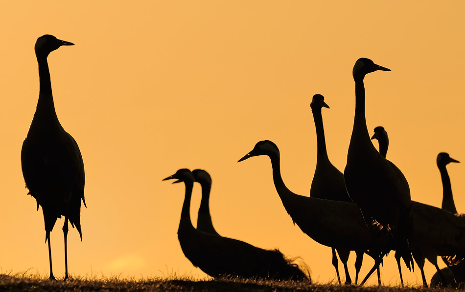 950x598 Silhouettes Nature Photo Blog