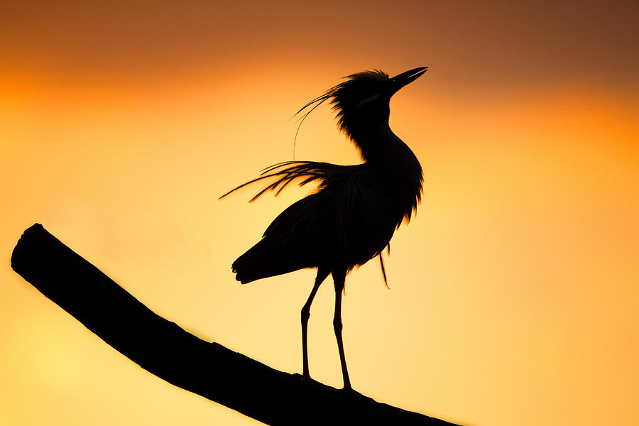 900x600 Night Heron Silhouette 2 Photograph By Andres Leon