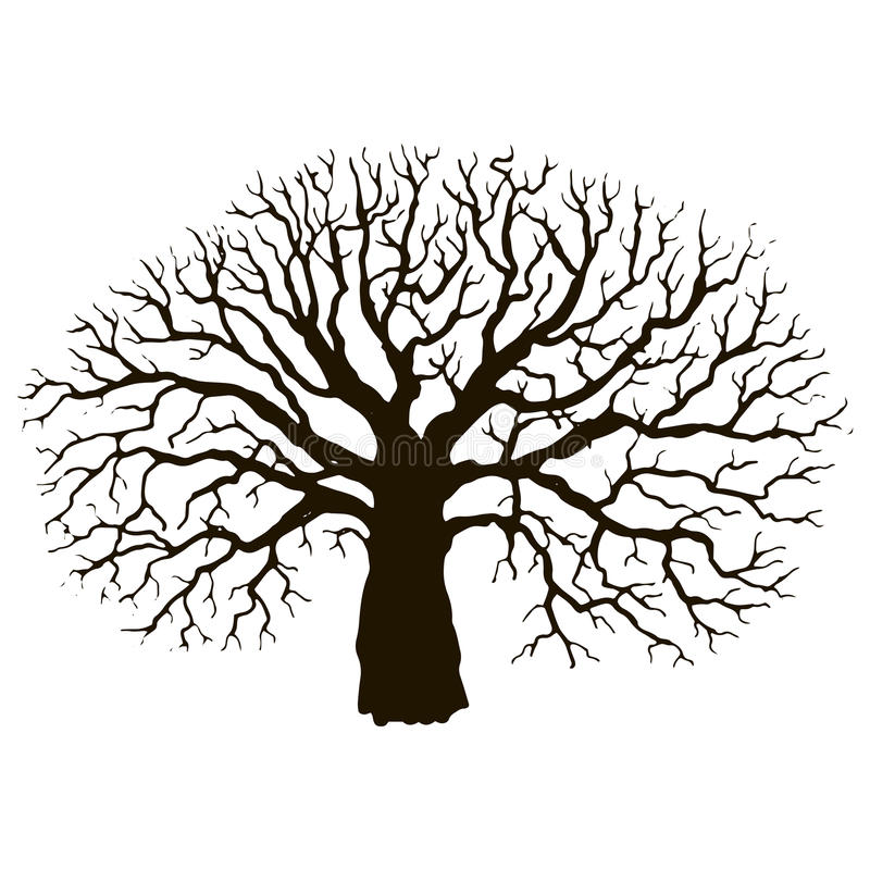800x800 Oak Tree Without Leaves Drawing