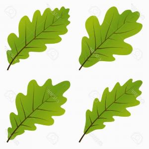 300x300 Stock Illustration Large White Oak Tree Silhouette Lazttweet