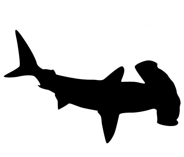 704x603 Resultado De Imagen De Hammerhead Shark Silhouette Shark2