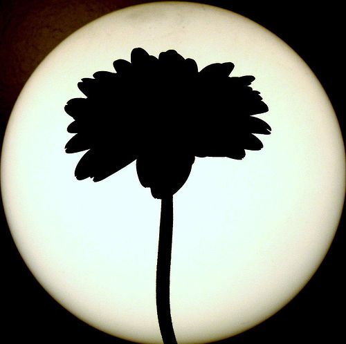 500x498 Silhouette Flower