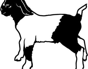 340x270 Show Goat Decal Etsy
