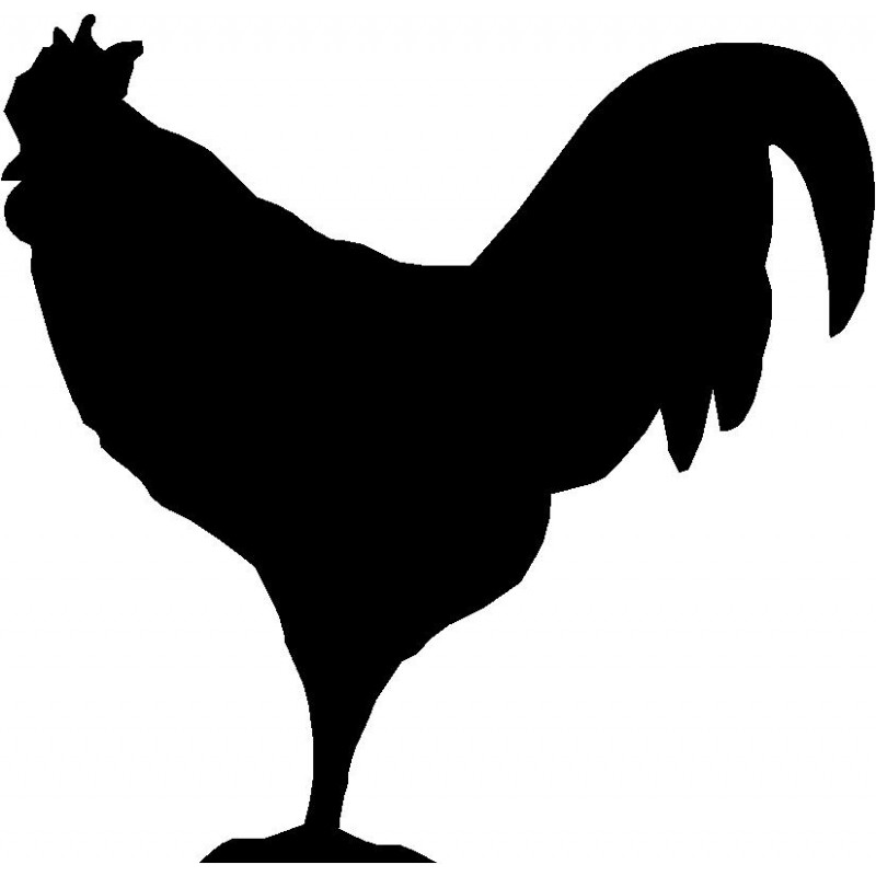 800x800 Rooster
