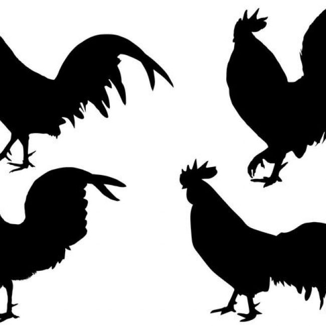 650x650 Free Vector Free Rooster Silhouette Vector