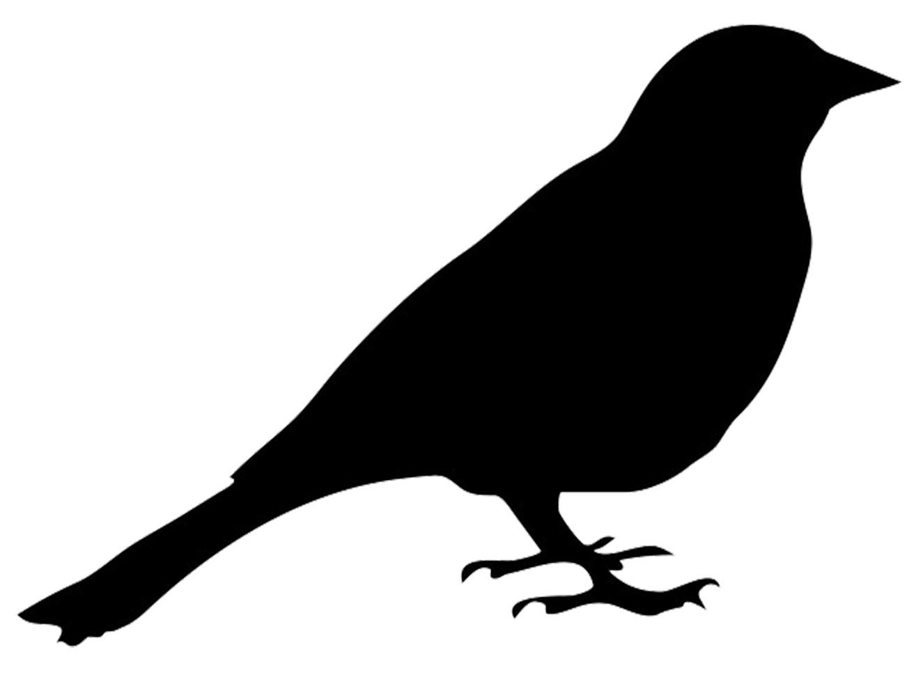 1325x992 Lessons Learnt The Hard Way The Thirsty Sparrow And What It Taught Me