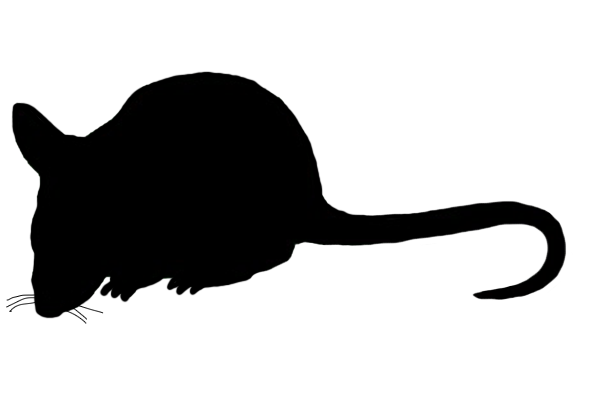 591x410 Mouse Clip Art Silhouette Drawings Clip Art, Mice