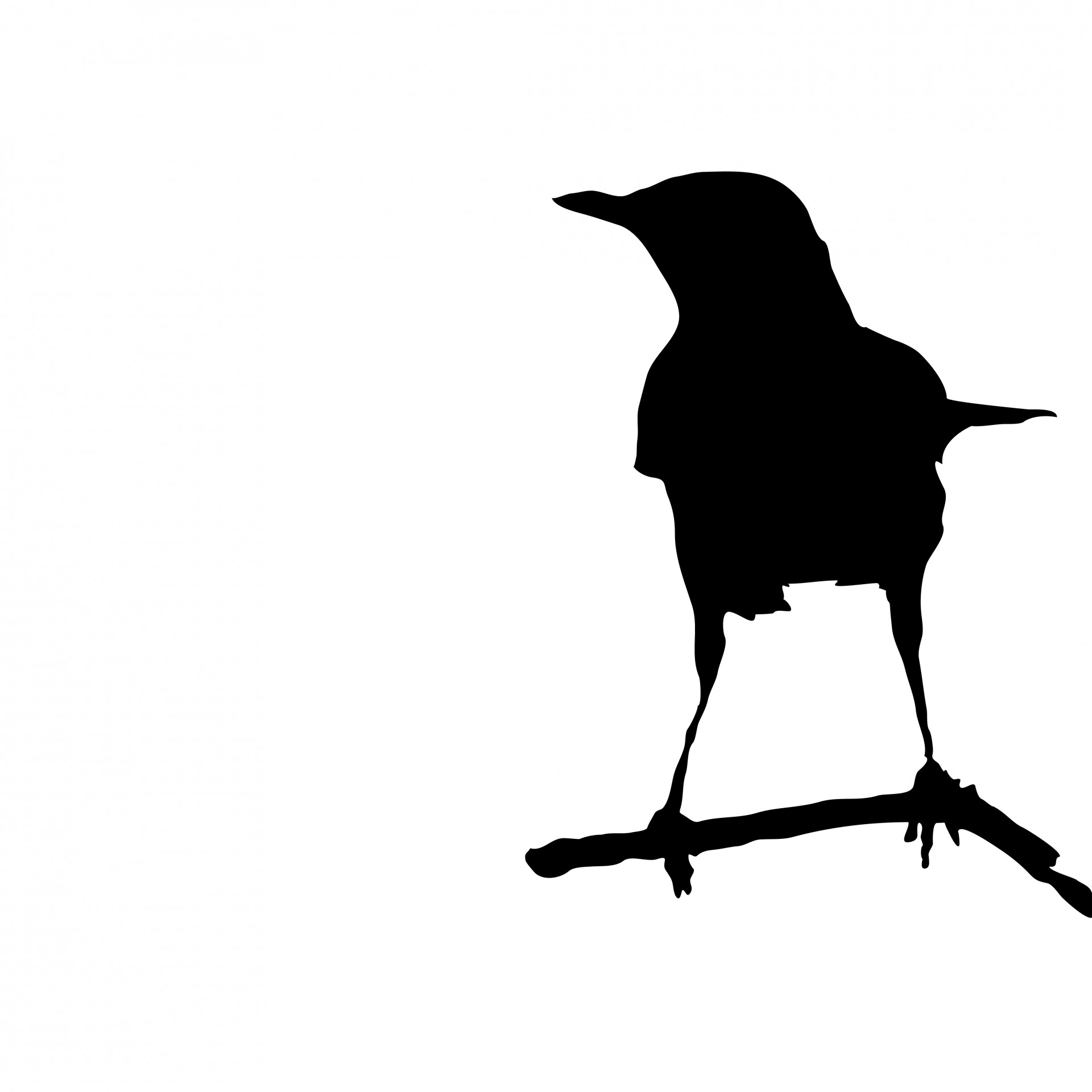 1920x1920 Bird On Branch Silhouette Free Stock Photo