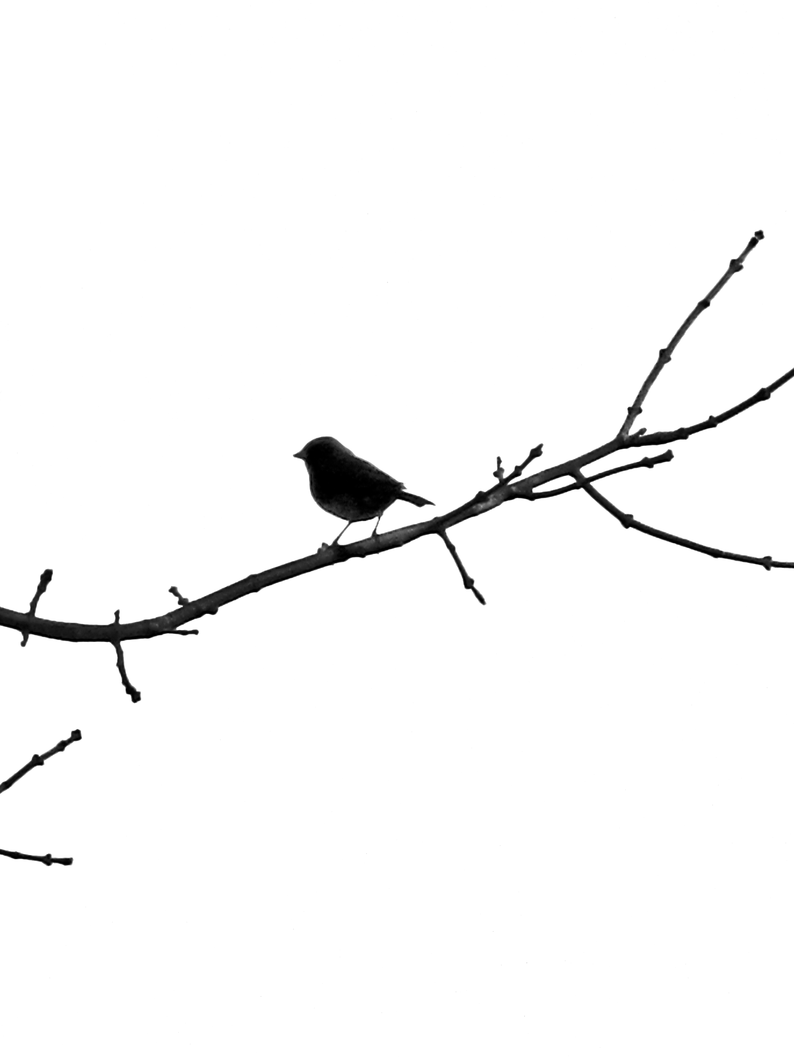 2736x3648 Bird Silhouette By Girlygamergeek