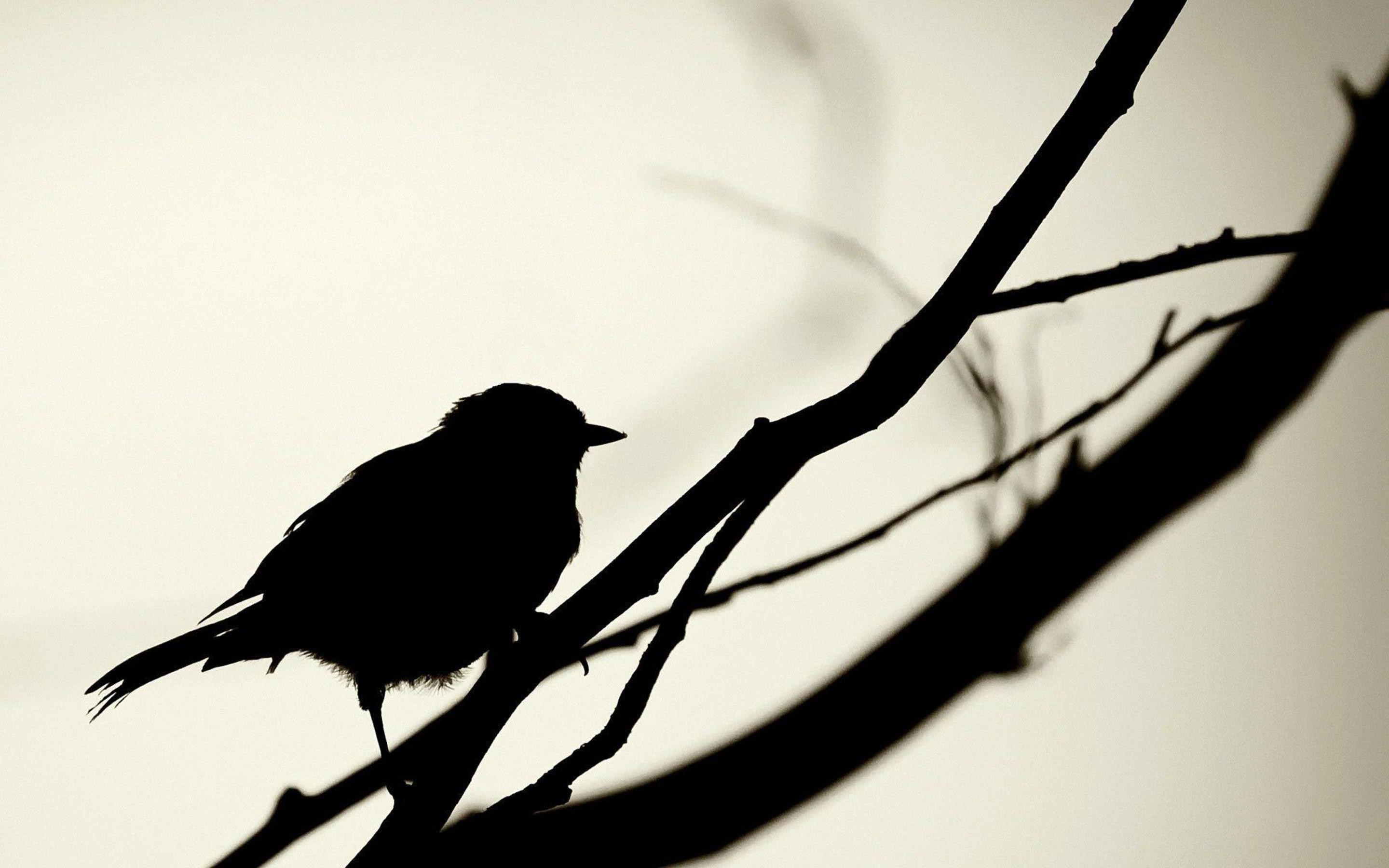 2880x1800 Wallpaper Birds, Shadow, Silhouette, Branch, Simple, Crow