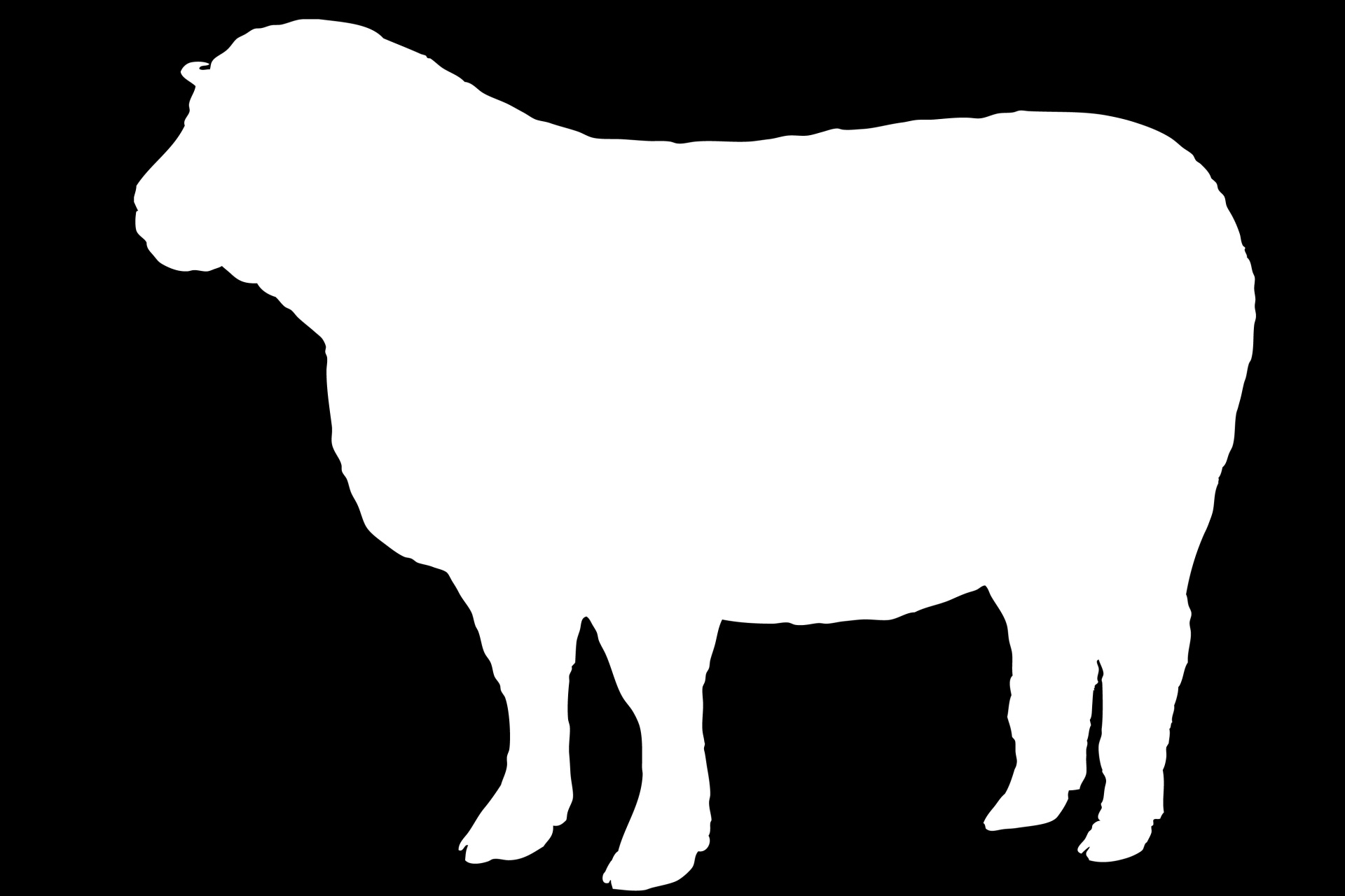 1920x1280 Sheep White Silhouette Free Stock Photo