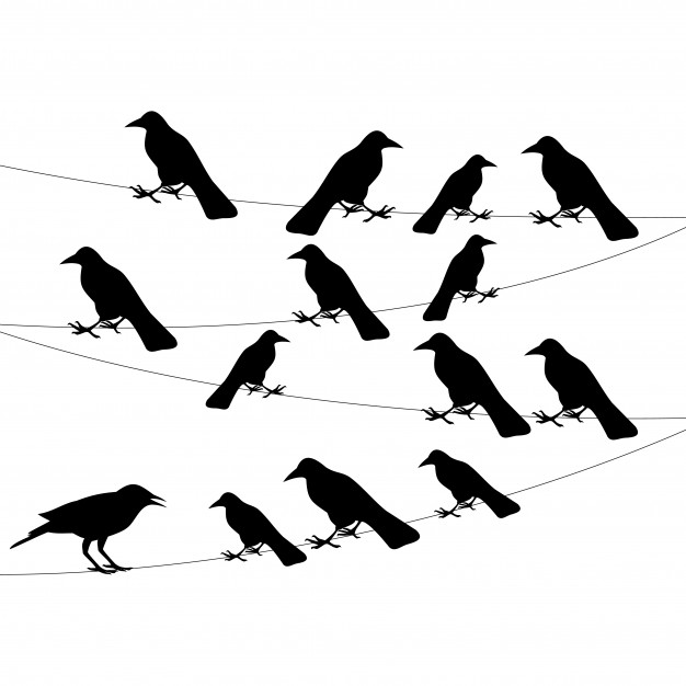 626x626 Crow Bird Vectors, Photos And Psd Files Free Download