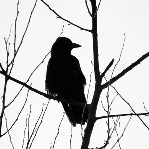 480x480 Images About