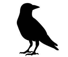 282x240 Search Photos Crow