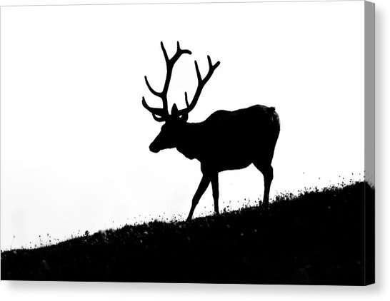 546x422 Elk Silhouette Photograph By Mark Little