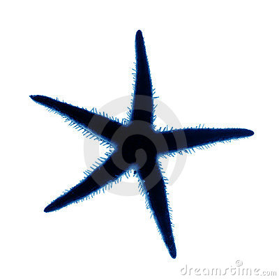 400x400 Silhouette Of A Star Fish, Clipart Panda
