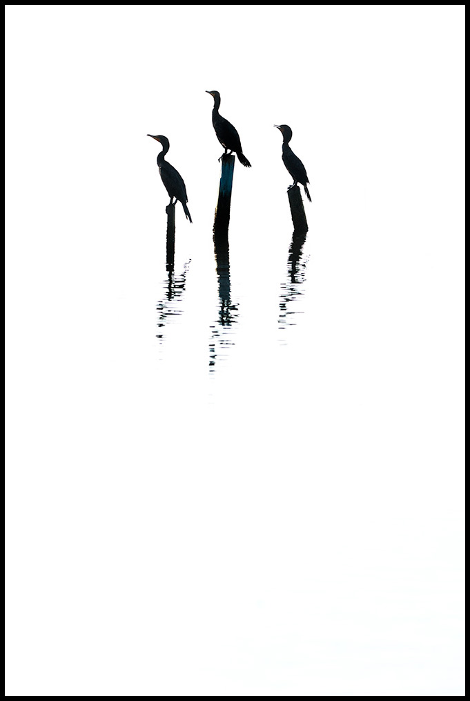 681x1014 Florida Photography From A Canoe High Key On The Water