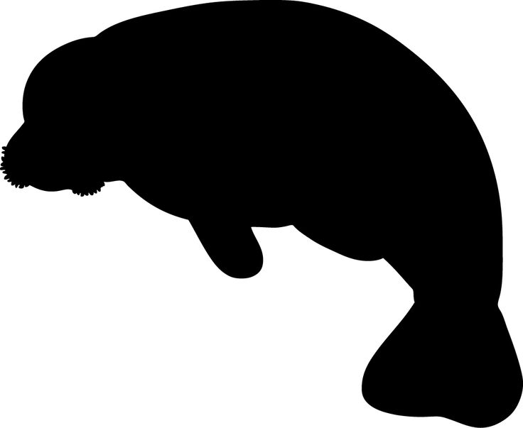 736x603 Manatee Clipart Black And White 3689988