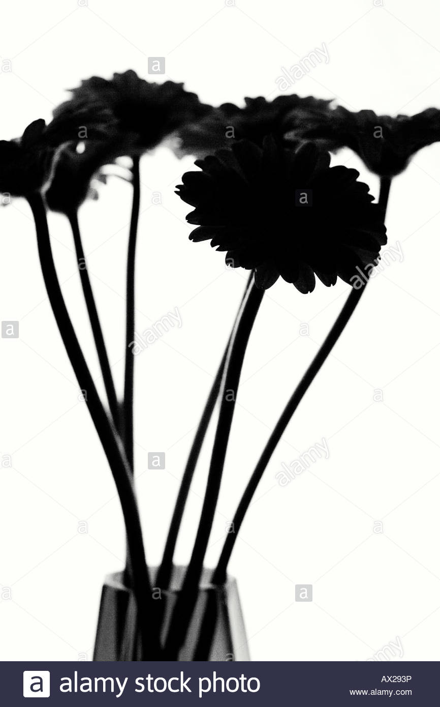 866x1390 Silhouette Flowers Stock Photos Amp Silhouette Flowers Stock Images
