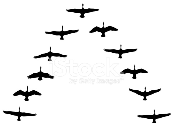 594x440 Canada Geese Flying In V Formation Stock Vector