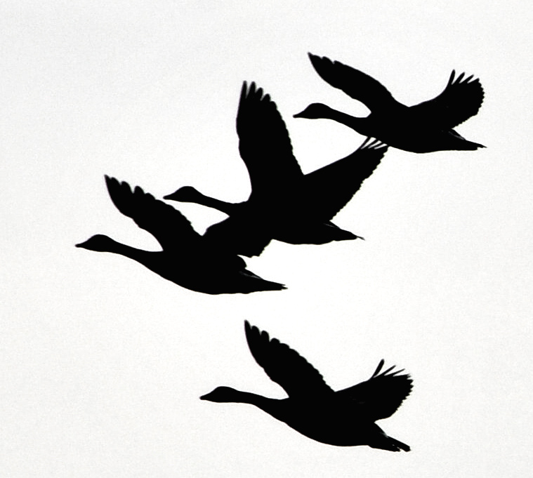 759x681 Canada Goose Flying Silhouette