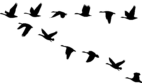 499x292 Follow The Leader