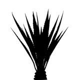 160x160 Silhouette Of Palm Tree Cycad Stock Image And Royalty Free