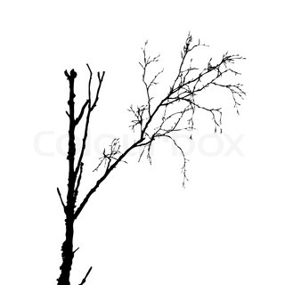 320x320 Vector Silhouette Of The Branch Tree On White Background Stock