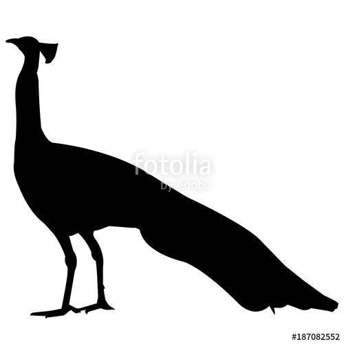 500x500 Peacock Silhouette Vector Graphics Stock Image And Royalty Free