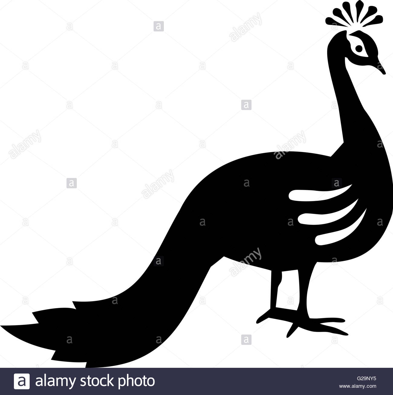 1300x1307 Peacock Stock Vector Images