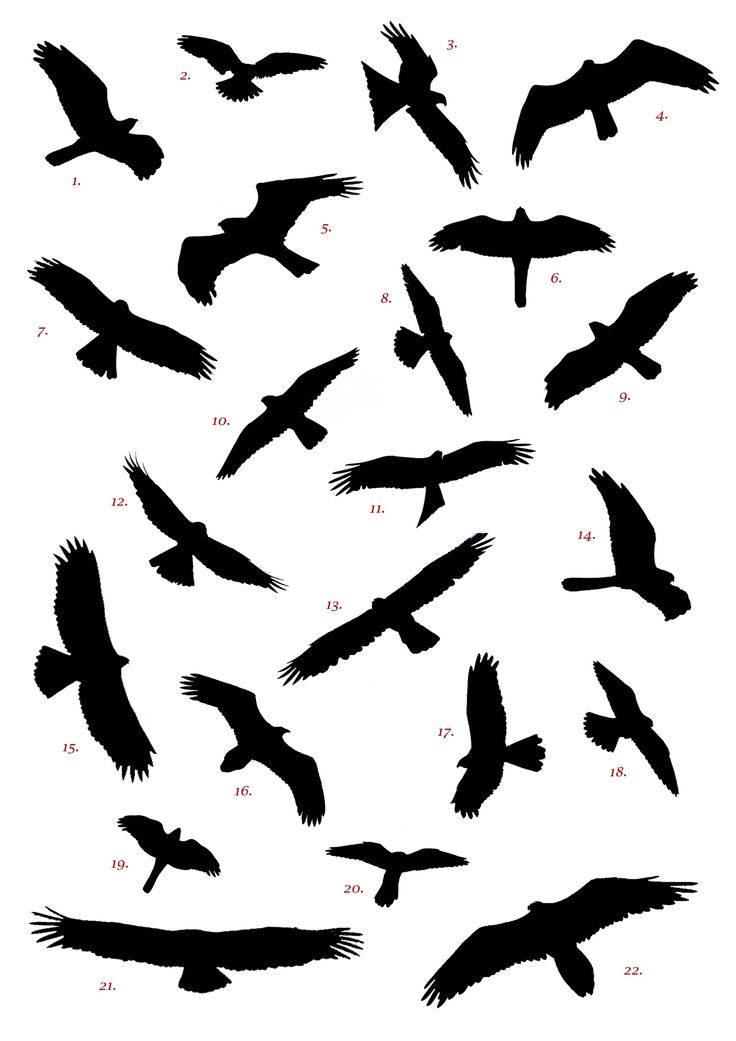 736x1041 991 Best Silhouettes Bird Silhouettes Images