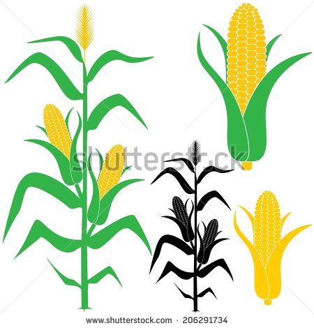 450x470 Plant Clipart Corn Stalk