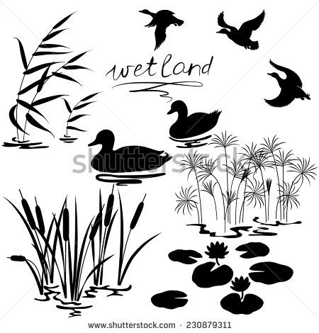 450x470 Set Of Silhouettes Of Water Plants And Ducks.