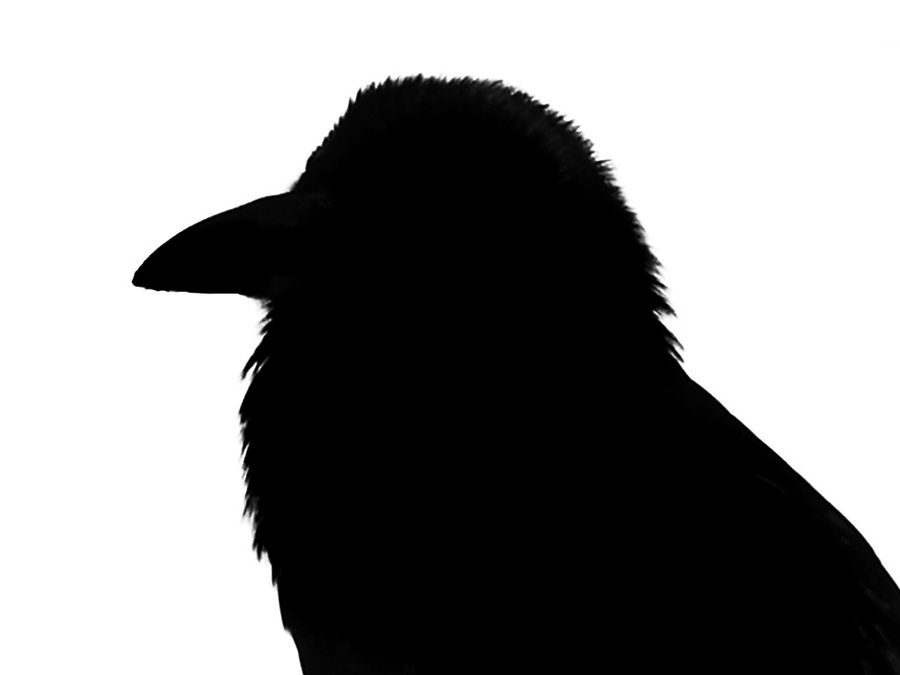 900x675 Raven Shadow By Acinad