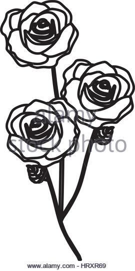 270x540 Silhouette Of Roses Stock Photos Amp Silhouette Of Roses Stock
