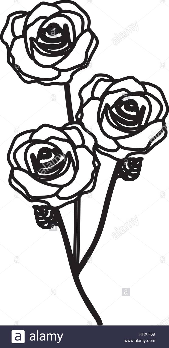 674x1390 Sketch Silhouette Bouquet Roses Floral Icon Stock Vector Art
